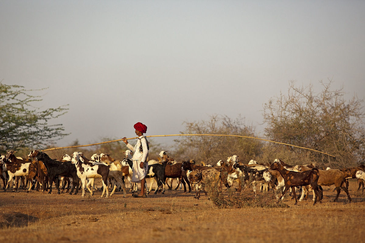 Jawai