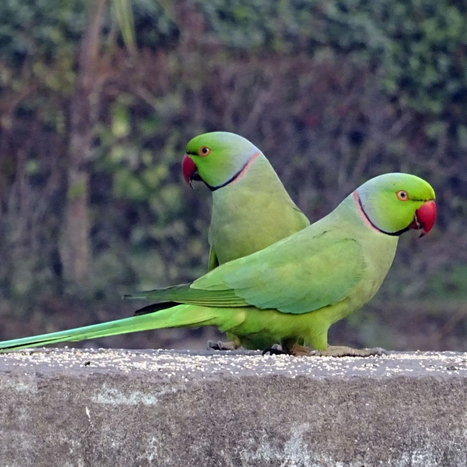 National Chambal Sanctuary