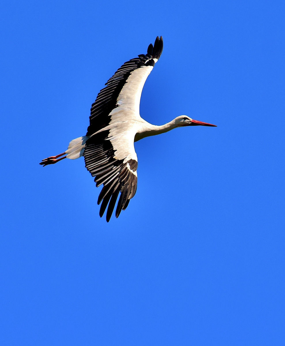 National Chambal Sanctuary