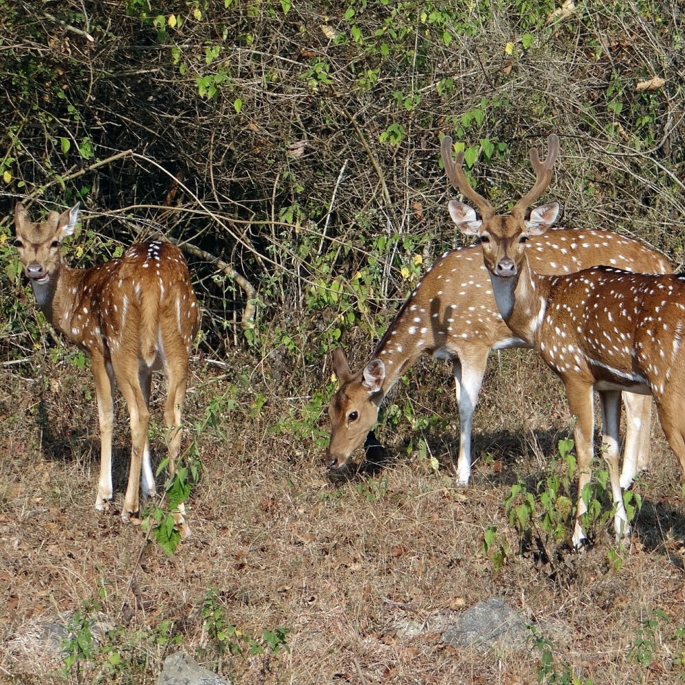 Ranthambhore National Park