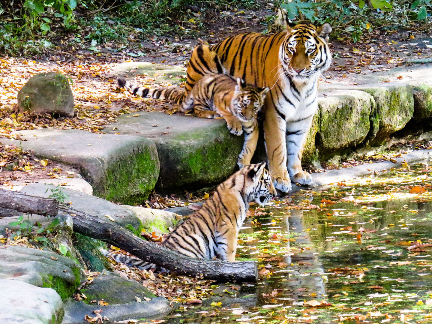 Ranthambhore National Park